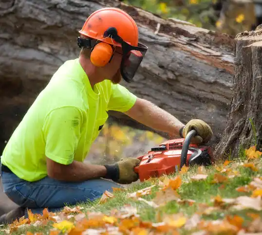 tree services Mariemont